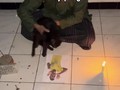 Viral Kucing Hitam Lompati Foto Vini Agar Tak Cetak Gol