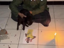 Viral Kucing Hitam Lompati Foto Vini Agar Tak Cetak Gol