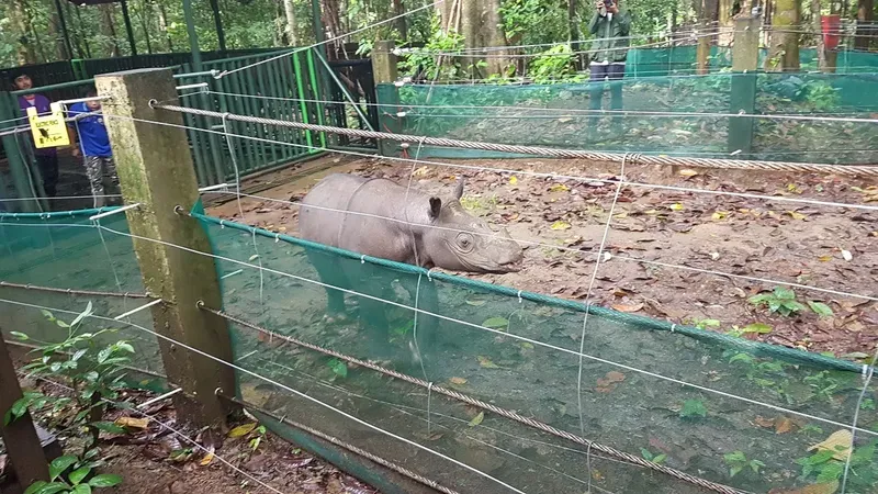 Badak Kalimantan. (Laman Kementerian Kehutanan) Badak Kalimantan. (Laman Kementerian Kehutanan)