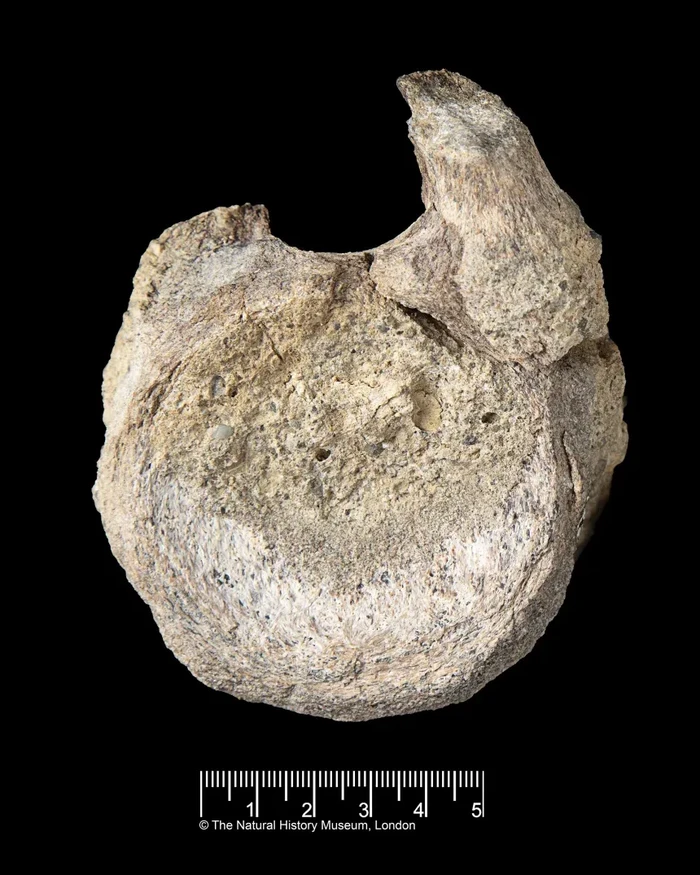 Fosil dinosaurus
