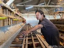 Harga Telur Anjlok, Peternak di Kota Batu Kuras Tabungan untuk Bertahan