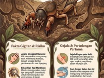 Infografik: Wujudnya Seram, Seberbahaya Apa Gigitan Orong-orong ?