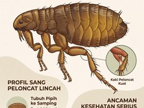 Infografis: Pinjal Beda dengan Kutu, Bahaya bagi Manusia?