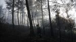 Kebakaran Hutan Dekati Permukiman, Petugas Berpacu Jinakkan Kobaran Api
