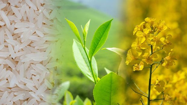 Kolase beras, Teh, Kanola. Kolase beras, Teh, Kanola. (Dok. Pexels)