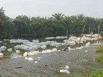 Busa Cemari Sungai-Sawah Warga di Deli Serdang, Diduga Limbah Pabrik