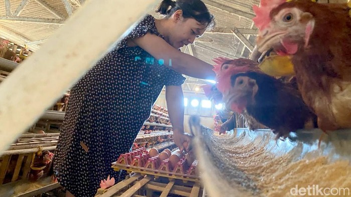 Peternak ayamm petelur di Kota Batu