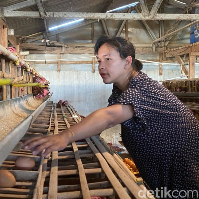 Keluh Peternak Ayam Petelur Kota Batu
