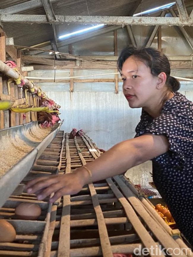 Keluh Peternak Ayam Petelur Kota Batu