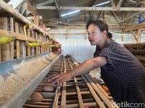 Keluh Peternak Ayam Petelur Kota Batu