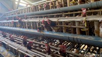 Faktor utama pembengkakan harga pokok produksi (HPP) tersebut bersumber dari komponen pakan yang memakan porsi hingga 80% dari total biaya operasional.