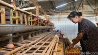 Salah satu peternak ayam petelur di Kota Batu, Sotya Hanief, mengungkapkan harga beli dari pengepul di tingkat kandang telah jatuh ke angka Rp 19 ribu per kilogram.