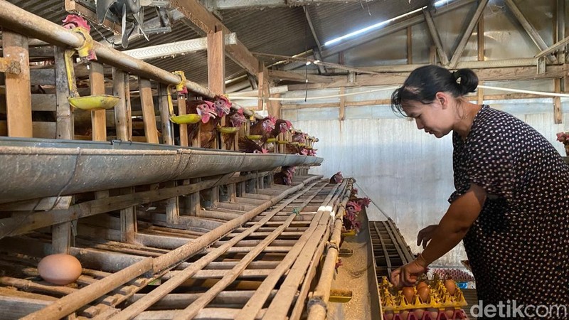 Peternak ayamm petelur di Kota Batu
