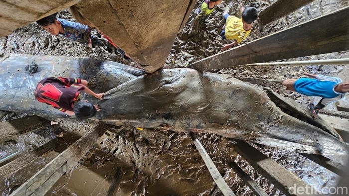 Petugas gabungan mengevakuasi bangkai paus di Banyuasin.