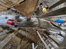 Mengapa Paus Bisa Terdampar di Pantai? Ini Penjelasan Ahli