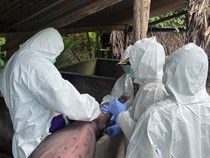 83 Babi di Polman Mati Akibat Virus ASF, 4 Kecamatan Berisiko Tinggi Penularan