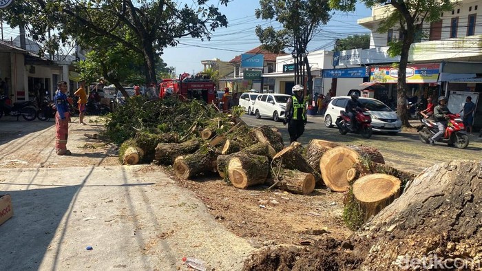 Pohon Tumbang di Cianjur