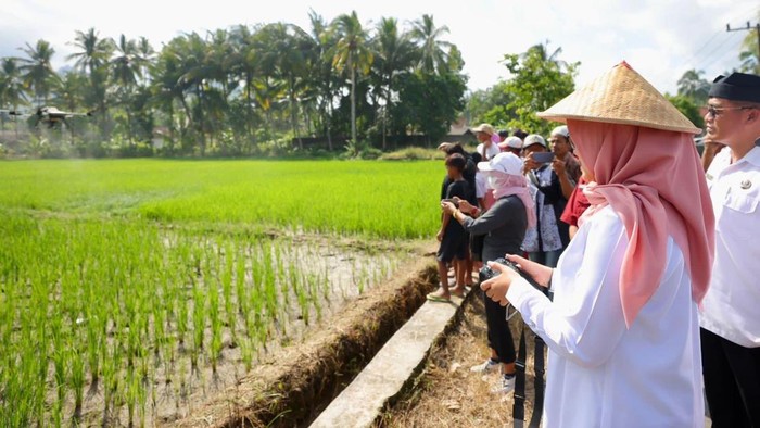 Bupati Banyuwangi Ipuk meninjau persawahan