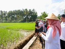 Surplus Beras Banyuwangi Tembus 174 Ribu Ton di Semester I 2026