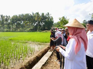 Surplus Beras Banyuwangi Tembus 174 Ribu Ton di Semester I 2026