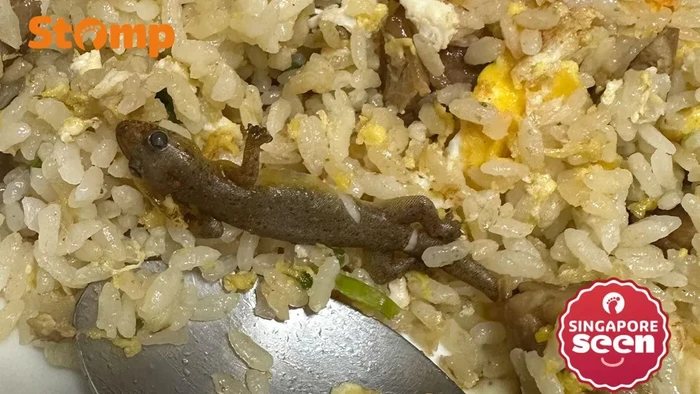 Cicak di nasi goreng