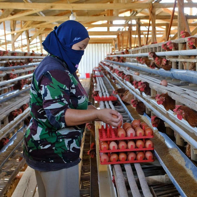 Harga Telur di Temanggung Anjlok Jadi Rp17.000-Rp18.000 per Kg