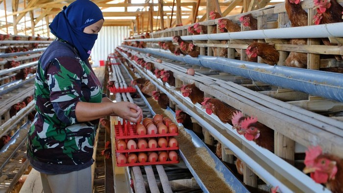 Pekerja mengumpulkan telur di peternakan ayam petelur Desa Mento, Candiroto Temanggung, Jawa Tengah, Kamis (2/7/2026). Pihak Koperasi Peternakan Unggas Sejahtera (KPUS) menyampaikan saat ini harga telur turun drastis hingga Rp17.000 - Rp18.000 per ki