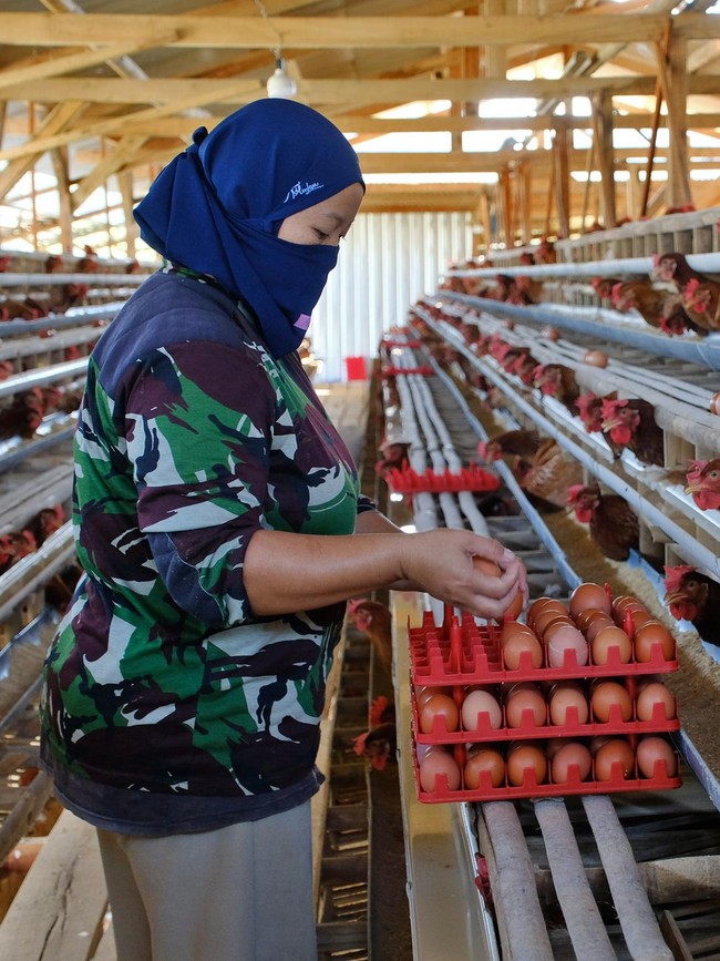 Harga Telur di Temanggung Anjlok Jadi Rp17.000-Rp18.000 per Kg