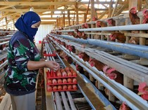 Harga Ayam & Telur di Peternak Masih Loyo, Ini Penyebabnya