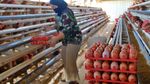 Harga Telur di Temanggung Anjlok Jadi Rp17.000-Rp18.000 per Kg
