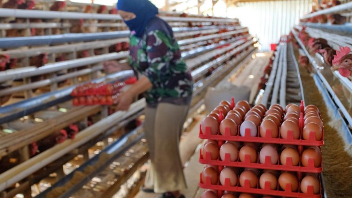 Pekerja mengumpulkan telur di peternakan ayam petelur Desa Mento, Candiroto Temanggung, Jawa Tengah, Kamis (2/7/2026). Pihak Koperasi Peternakan Unggas Sejahtera (KPUS) menyampaikan saat ini harga telur turun drastis hingga Rp17.000 - Rp18.000 per ki