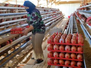 Harga Telur Masih Anjlok, Kuota Jagung Pakan Diusulkan Tambah 150 Ribu Ton