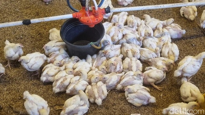 Kandang ayam broiler di Kapanewon Patuk, Kabupaten Gunungkidul, Kamis (2/7/2026).