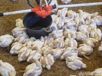 Keluh Kesah Peternak Usai Harga Ayam-Telur Anjlok Imbas MBG Libur