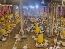 MBG Libur, Harga Ayam Hidup di Gunungkidul Anjlok Jadi Rp 17 Ribu/Kg