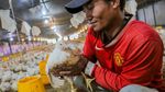 Menjaga Harga Ayam Hidup untuk Mendukung Peternak Broiler
