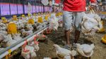 Menjaga Harga Ayam Hidup untuk Mendukung Peternak Broiler