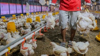 Ayam di Pasar Rp 40.000/Kg, Harga di Kandang Cuma Segini