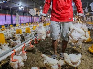 Harga Ayam di Kandang Anjlok Lagi