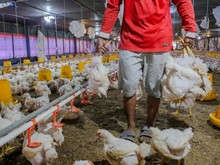 Harga Ayam di Kandang Anjlok Lagi