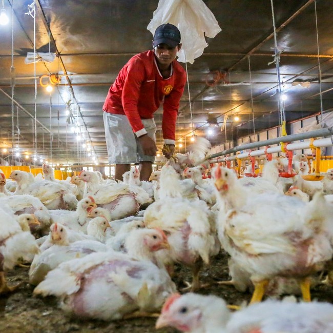 Menjaga Harga Ayam Hidup untuk Mendukung Peternak Broiler