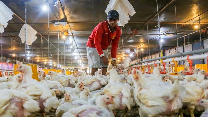 Pekerja memilah ayam broiler yang siap panen di kandang ayam, Desa Pasuruhan Kidul, Kabupaten Kudus, Jawa Tengah, Kamis (2/7/2026). Kementerian Pertanian (Kementan) menggandeng Satgas Pangan Polri mengawal perbaikan harga ayam hidup di tingkat peternak sebagai upaya menjaga stabilitas harga dan keberlanjutan peternak broiler lewat penerapan target harga minimal Rp19.500 per kilogram berat hidup paling lambat 15 Juli 2026. ANTARA FOTO/Nirza/agr/bar
