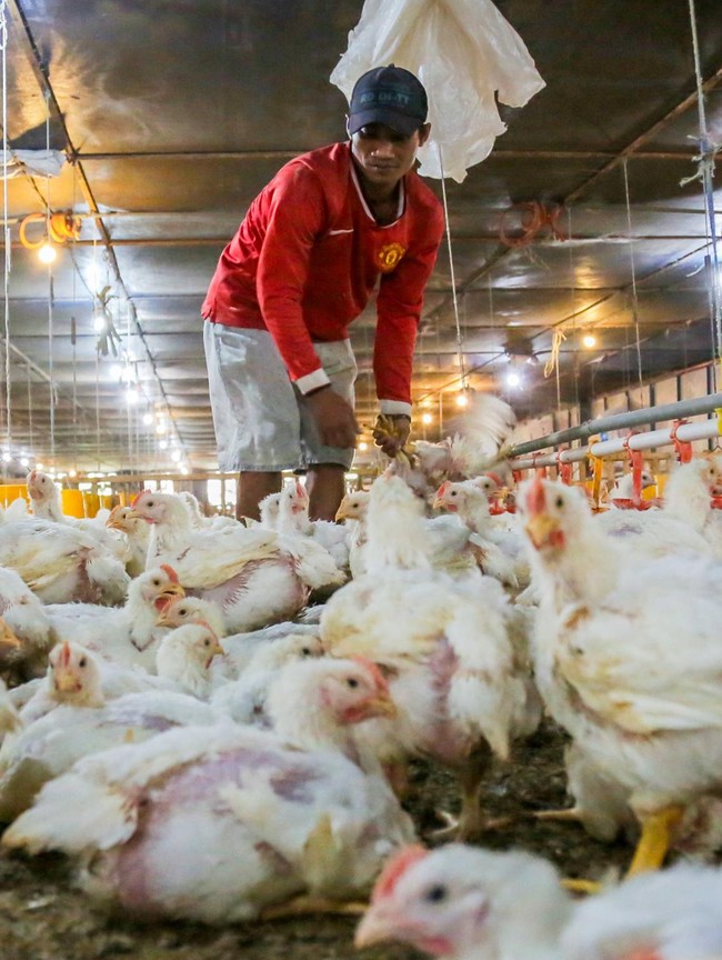 Menjaga Harga Ayam Hidup untuk Mendukung Peternak Broiler