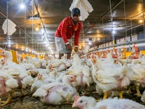 Menjaga Harga Ayam Hidup untuk Mendukung Peternak Broiler