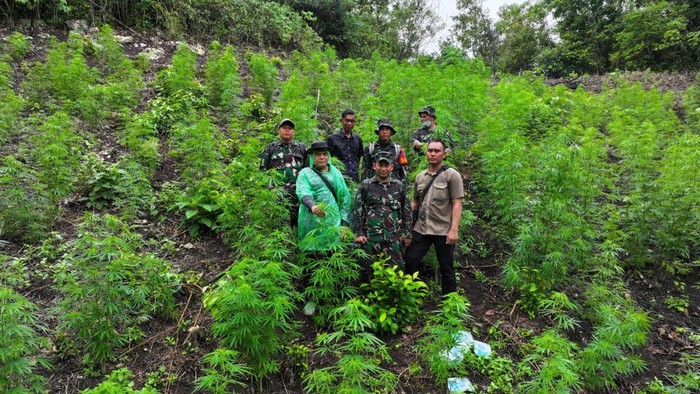 Personel TNI menemukan ladang ganja di Aceh Besar. (Foto: Kodim 0101 Banda Aceh)
