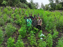 Prajurit TNI Temukan Ladang Ganja 2,5 Hektare di Aceh Besar