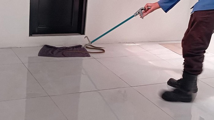Proses evakuasi ular masuk apotek di Kuningan