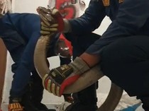 Hiii... King Cobra 3 Meter Masuk Rumah Warga di Bogor, Damkar Turun Tangan