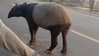 Tapir yang Viral Keliaran di Jalinsum Lampung Disembelih Warga