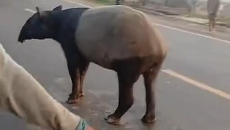 Tapir yang Viral Keliaran di Jalinsum Lampung Disembelih Warga